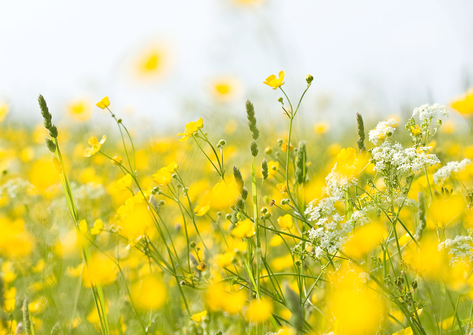 Golden Wildflower Meadow – Bright Spring Field Wall Art Print