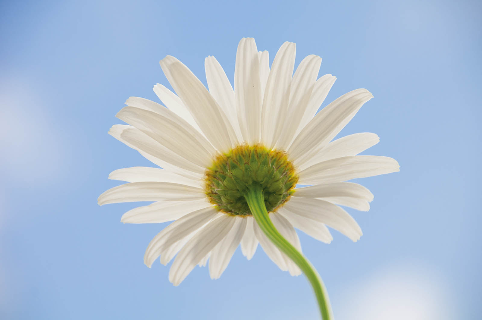 White Daisy Reaching Toward the Sky Wall Art – Minimalist Botanical Fine Art Print