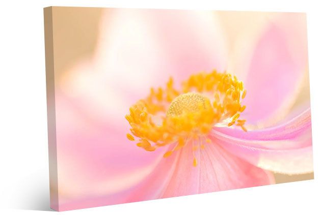Dreamy pink flower canvas wall art with soft pastel petals and a glowing golden center, perfect for elegant bedroom wall decor and botanical interiors.