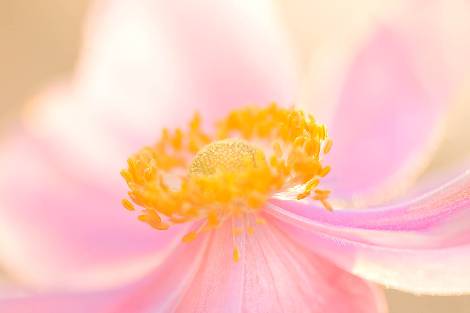 Dreamy pink flower canvas wall art with soft pastel petals and a glowing golden center, perfect for elegant bedroom wall decor and botanical interiors.