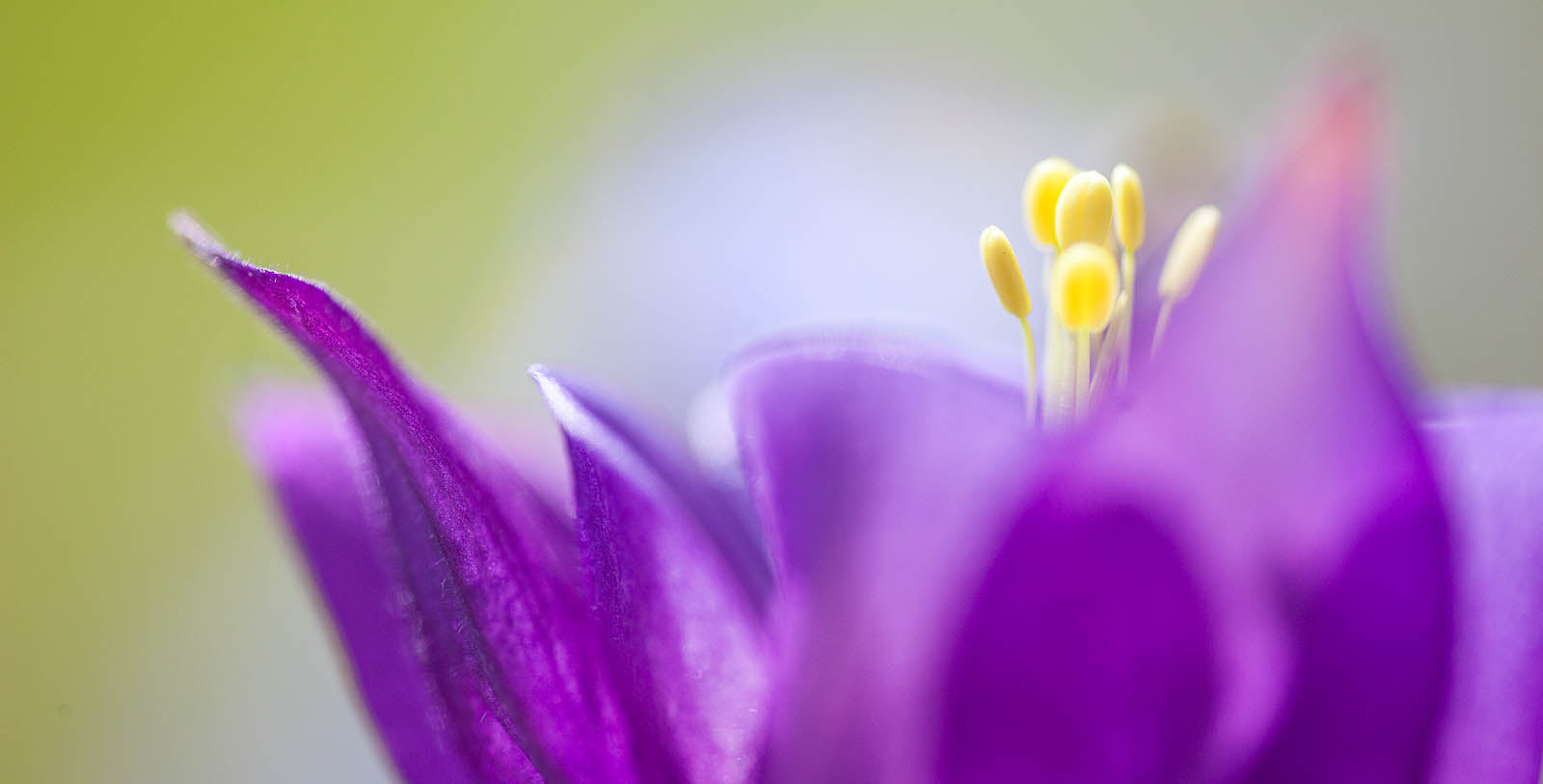 Violet Whisper Macro Flower Wall Art – Soft Purple Botanical Fine Art Print