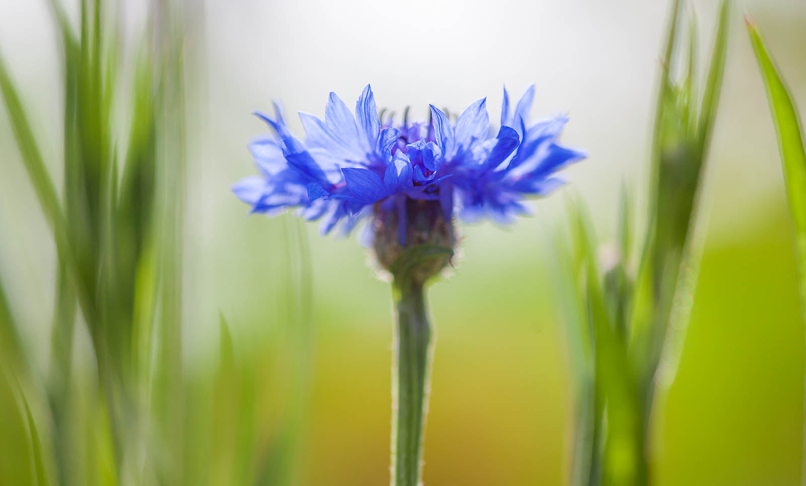 Blue Cornflower Serenity Wall Art – Dreamy Botanical Fine Art Print