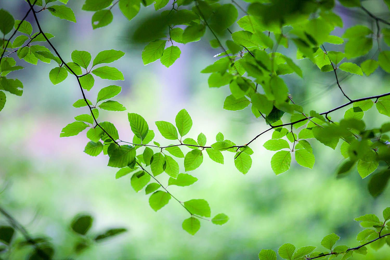 Fresh Green Leaves Wall Art – Serene Botanical Nature Photography