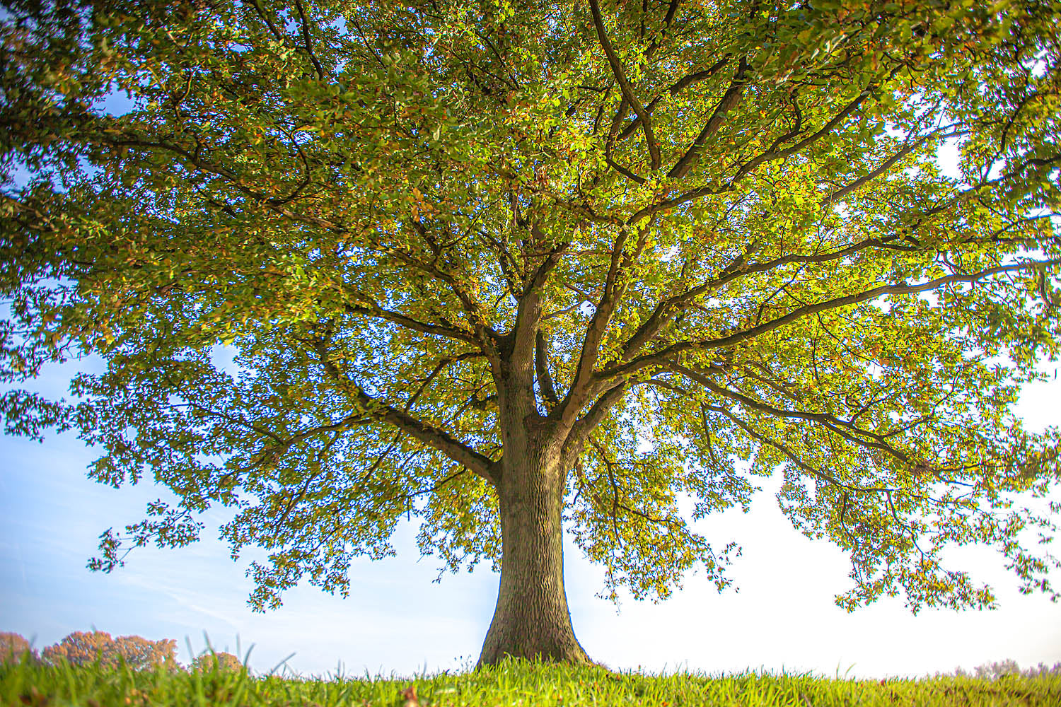Majestic Tree of Life Wall Art – Sunlit Lone Oak Nature Photography