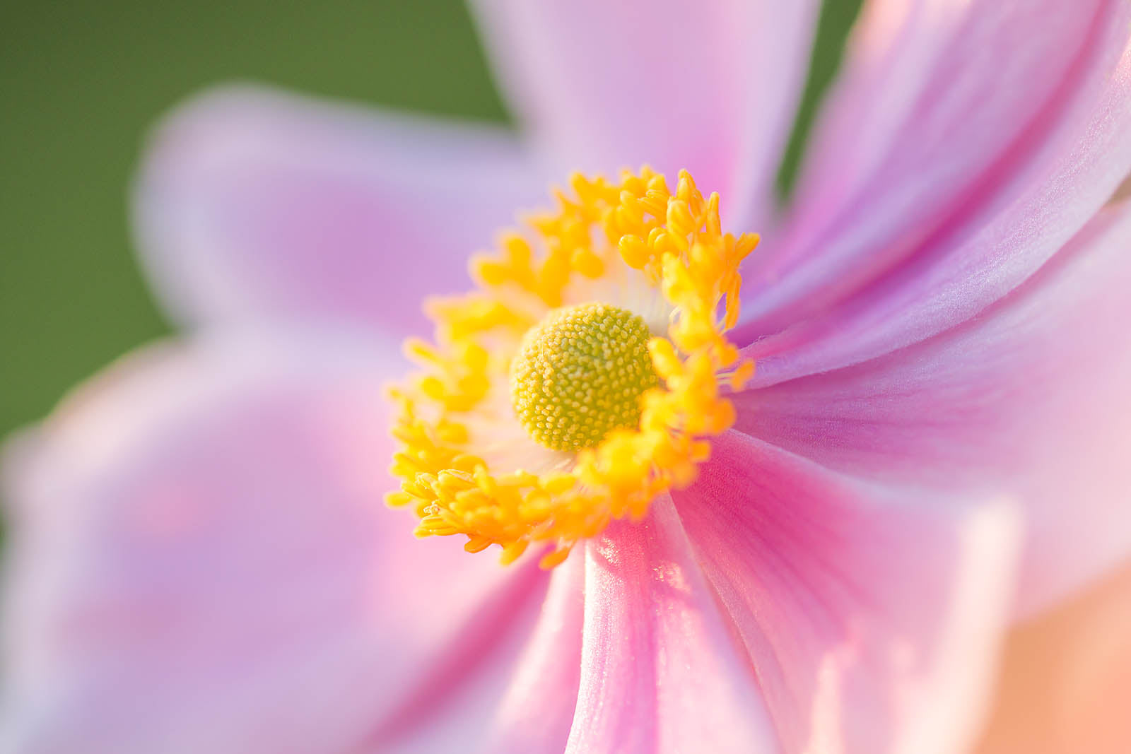 Soft Pink Anemone Bloom Macro Wall Art – Elegant Floral Fine Art Print