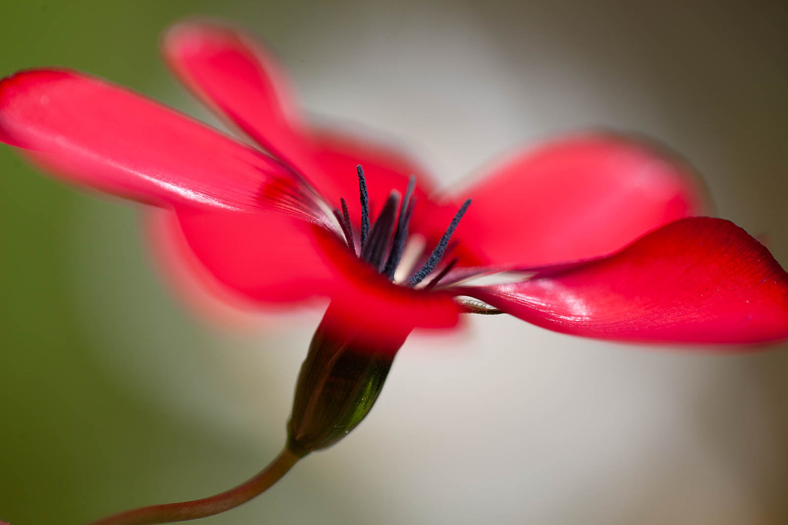 Crimson Bloom Macro Wall Art – Vibrant Red Floral Fine Art Print