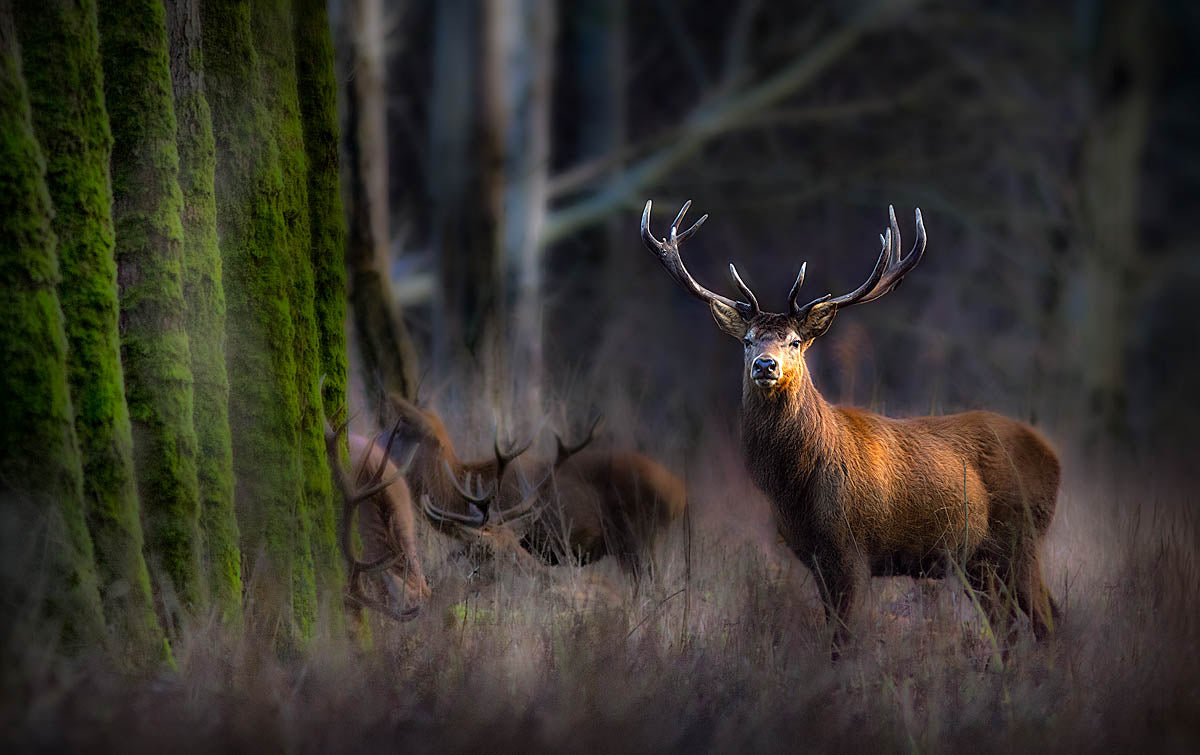 A large red deer stag with antlers stands in a misty forest clearing, with other deer and mossy trees blurred in the background.