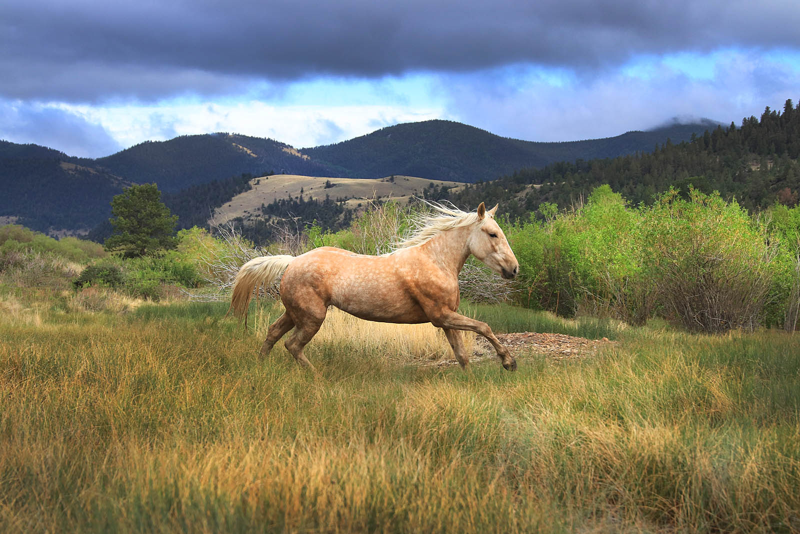 Running Free Palomino Horse Wall Art – Wild Horse in Mountain Meadow