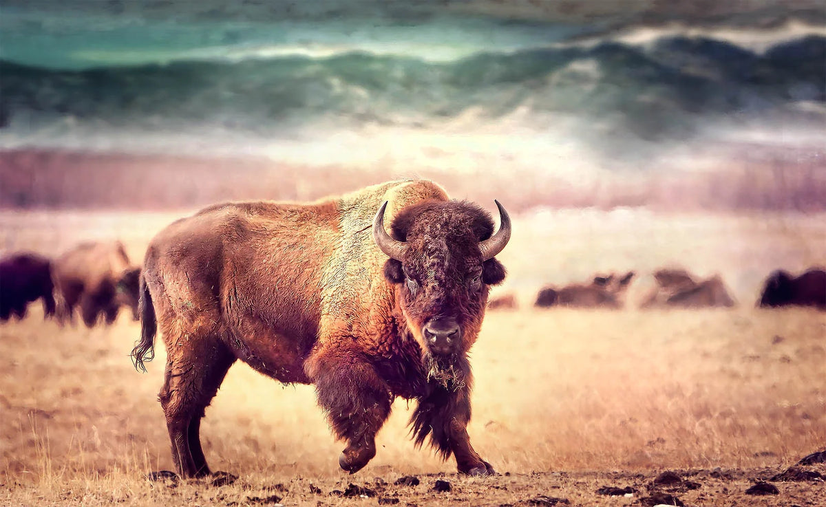 A Bison canvas print showing an American buffalo in the wild, ideal for cabin decor and man cave.