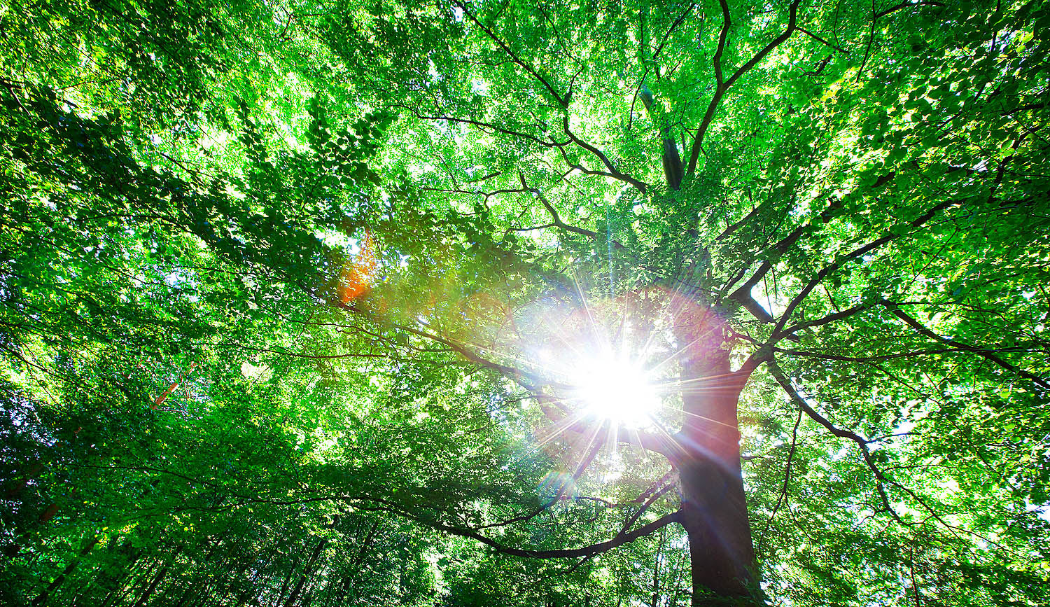 Sunburst Forest Canopy Wall Art – Lush Green Nature Photography