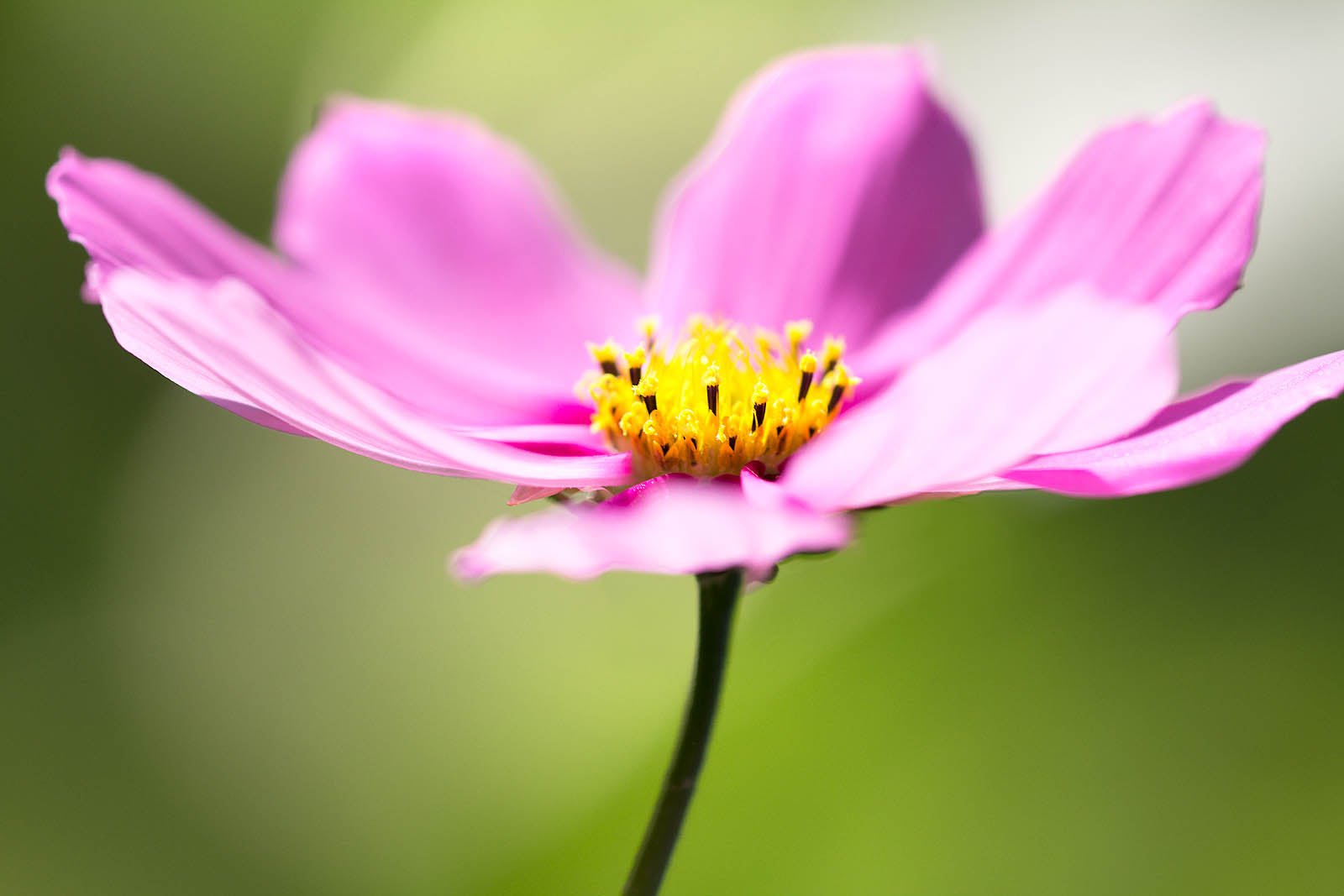 Soft Pink Cosmos Blossom Wall Art – Elegant Floral Macro Fine Art Print