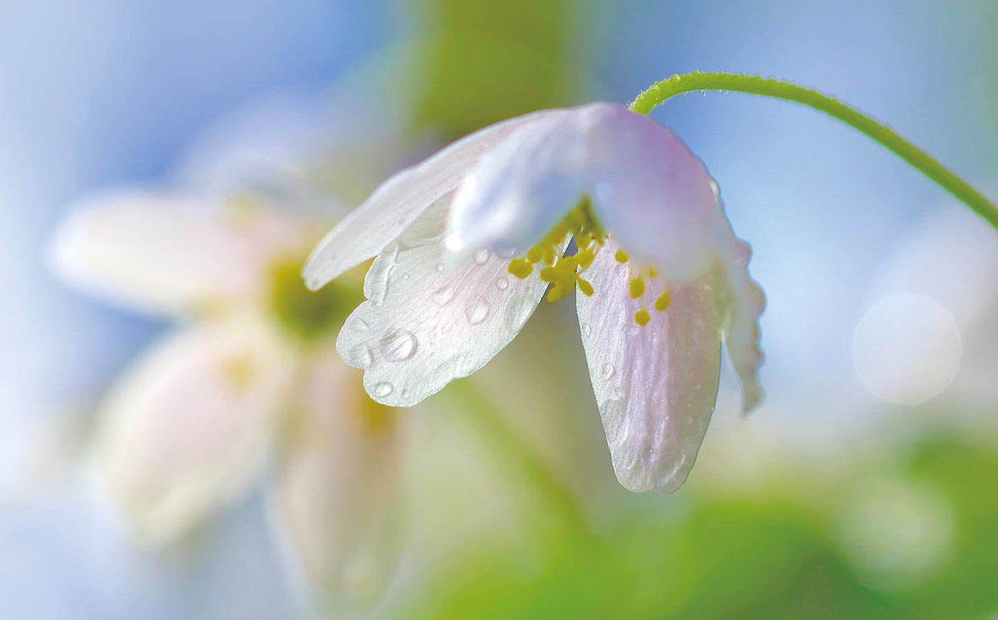 Delicate White Snowdrop Blossom Wall Art – Soft Spring Macro Floral Fine Art Print