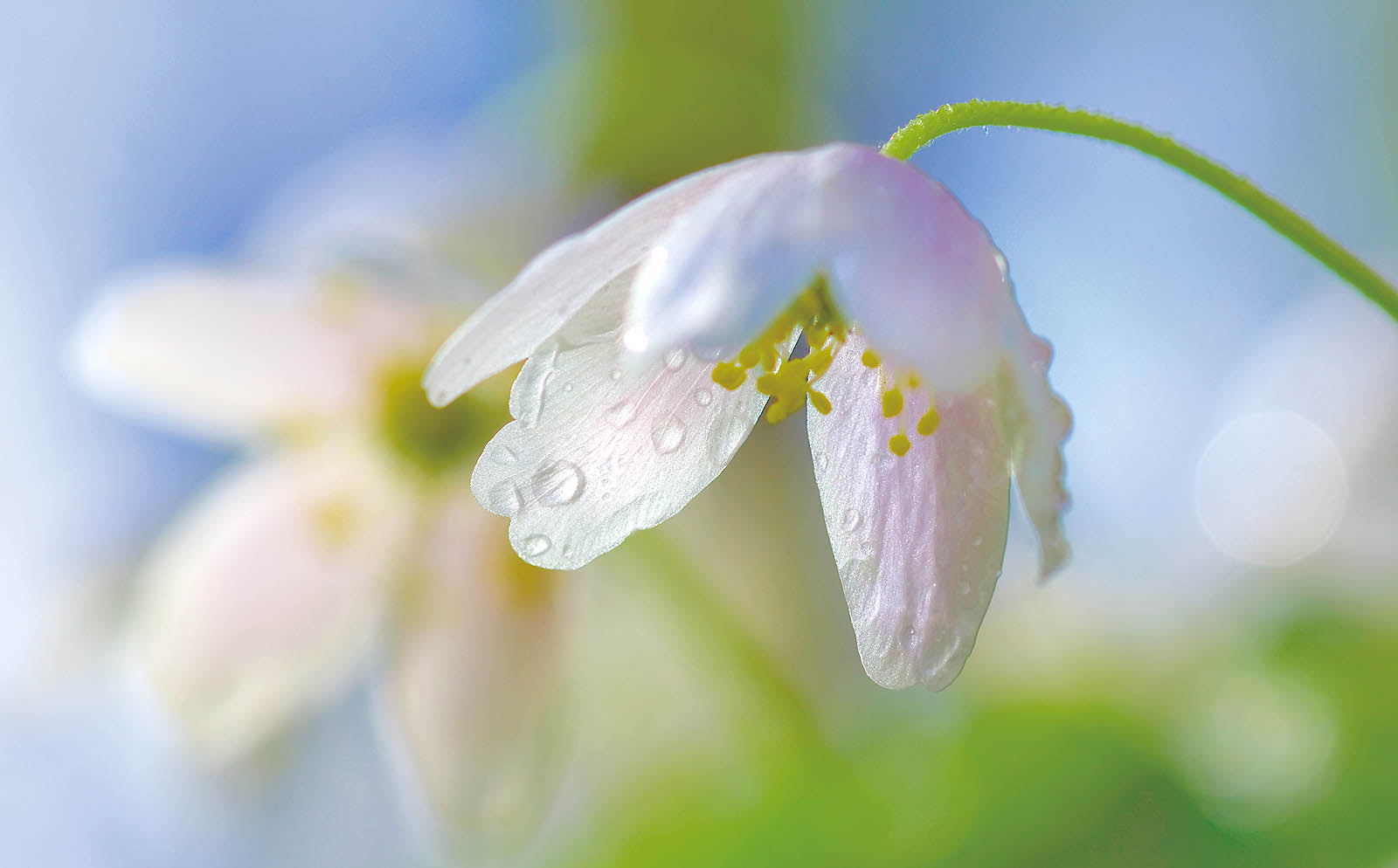 Delicate White Snowdrop Blossom Wall Art – Soft Spring Macro Floral Fine Art Print