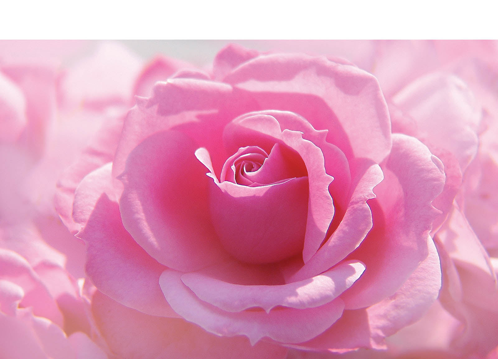 Soft Pink Rose Bloom Wall Art – Romantic Floral Macro Fine Art Print