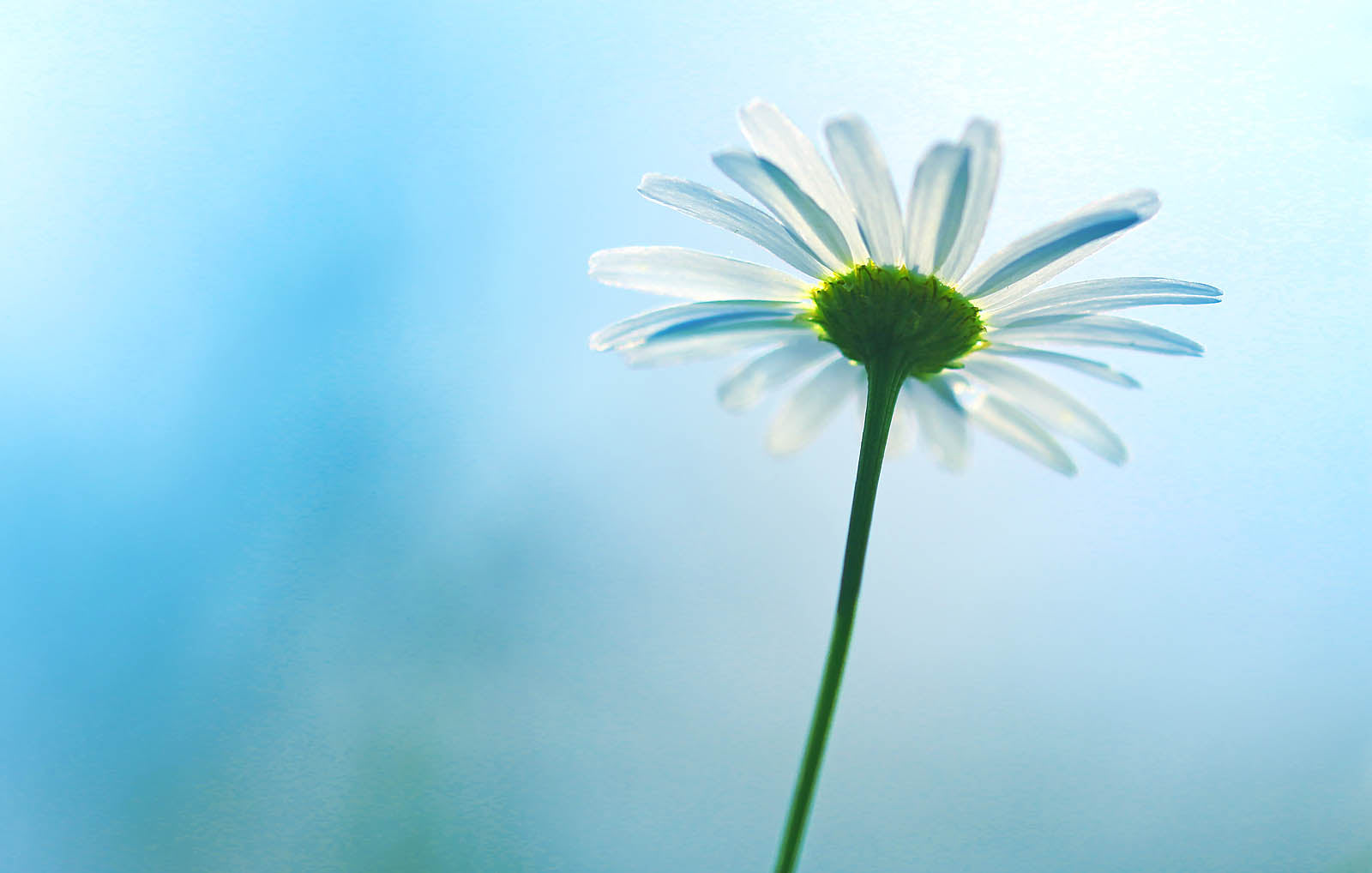 Daisy Against Blue Sky Wall Art – Minimalist Floral Fine Art Photography Print