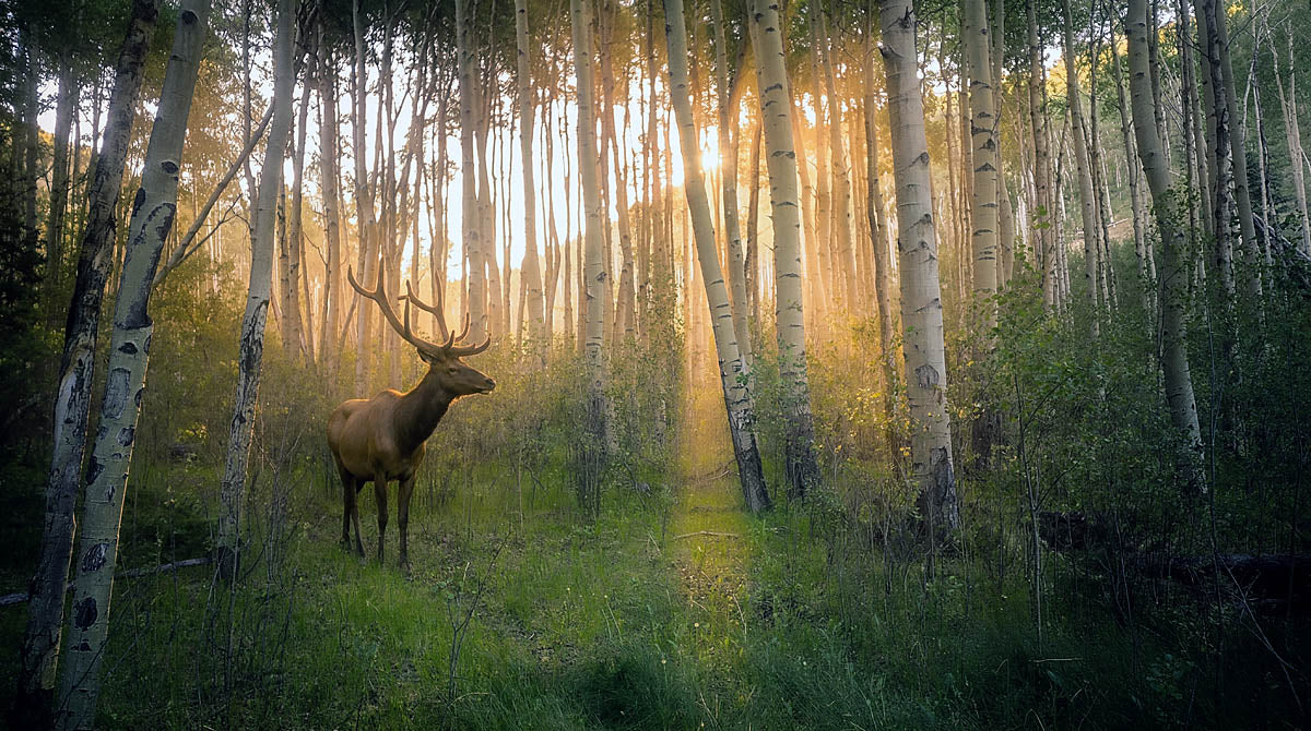A deer with antlers stands in a sunlit forest of tall white birch trees, with golden light filtering through the canopy onto green grass and foliage.
