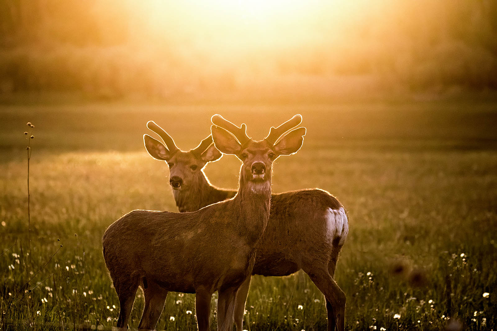 Deer Sunset Canvas Print – Golden Meadow Wall Art