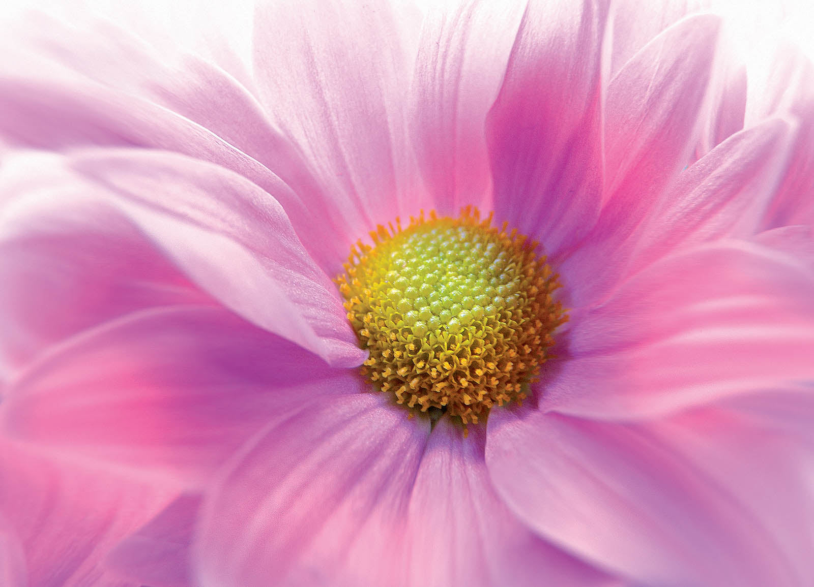 Radiant Pink Blossom Macro Wall Art – Soft Floral Fine Art Print for Elegant Interiors