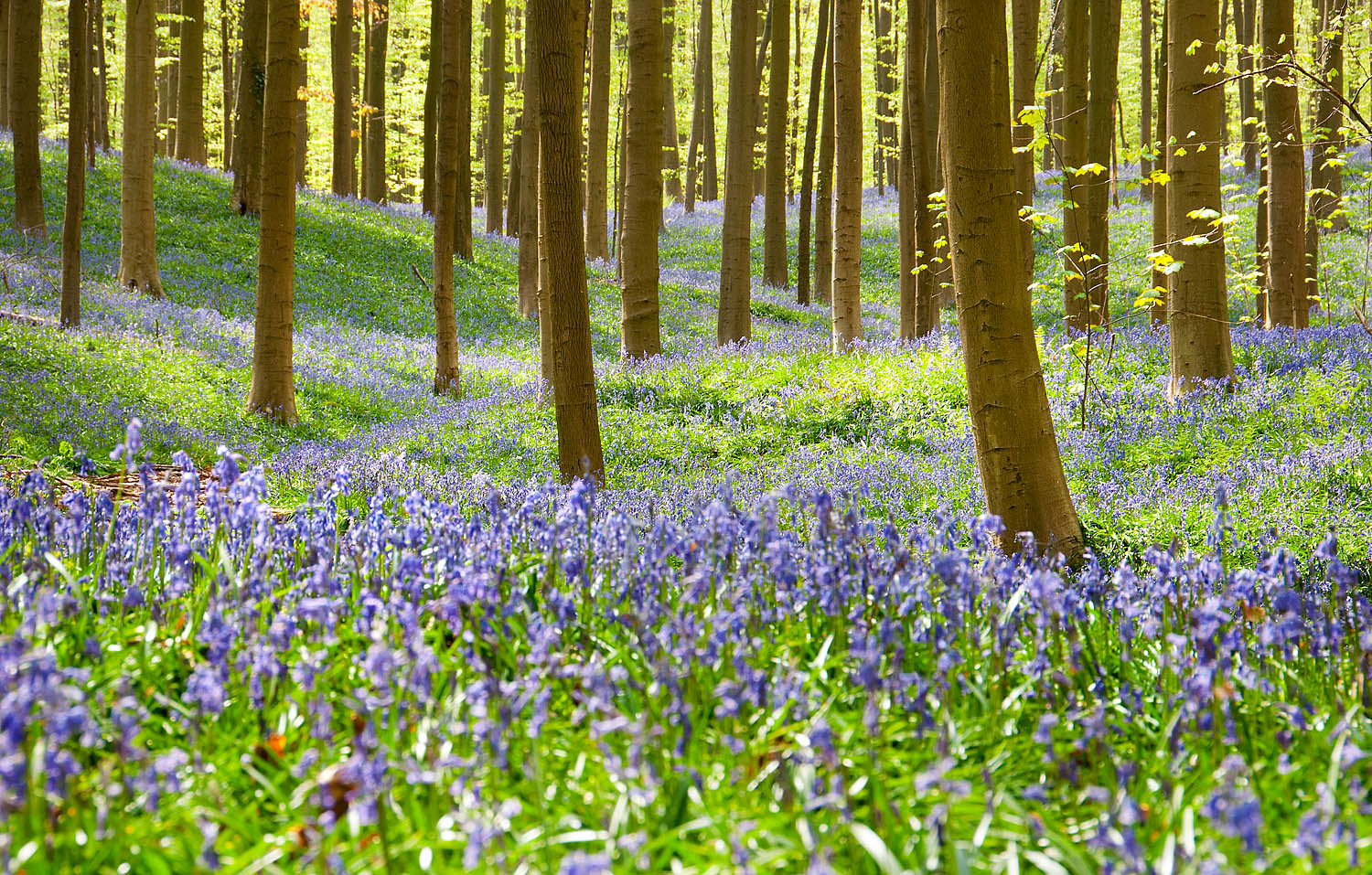 Bluebell Woodland Wall Art Print – Sunlit Spring Forest Nature Photography