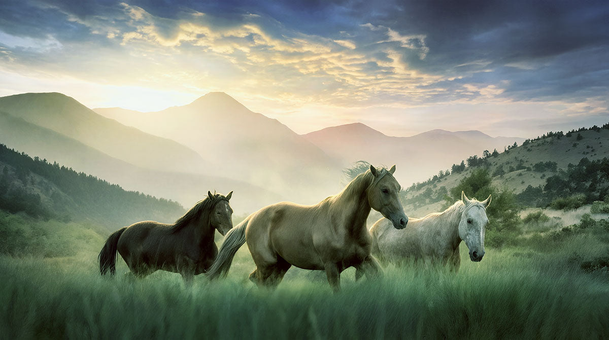Horse herd wall art showing three horses running in a mountain meadow during golden hour sunset