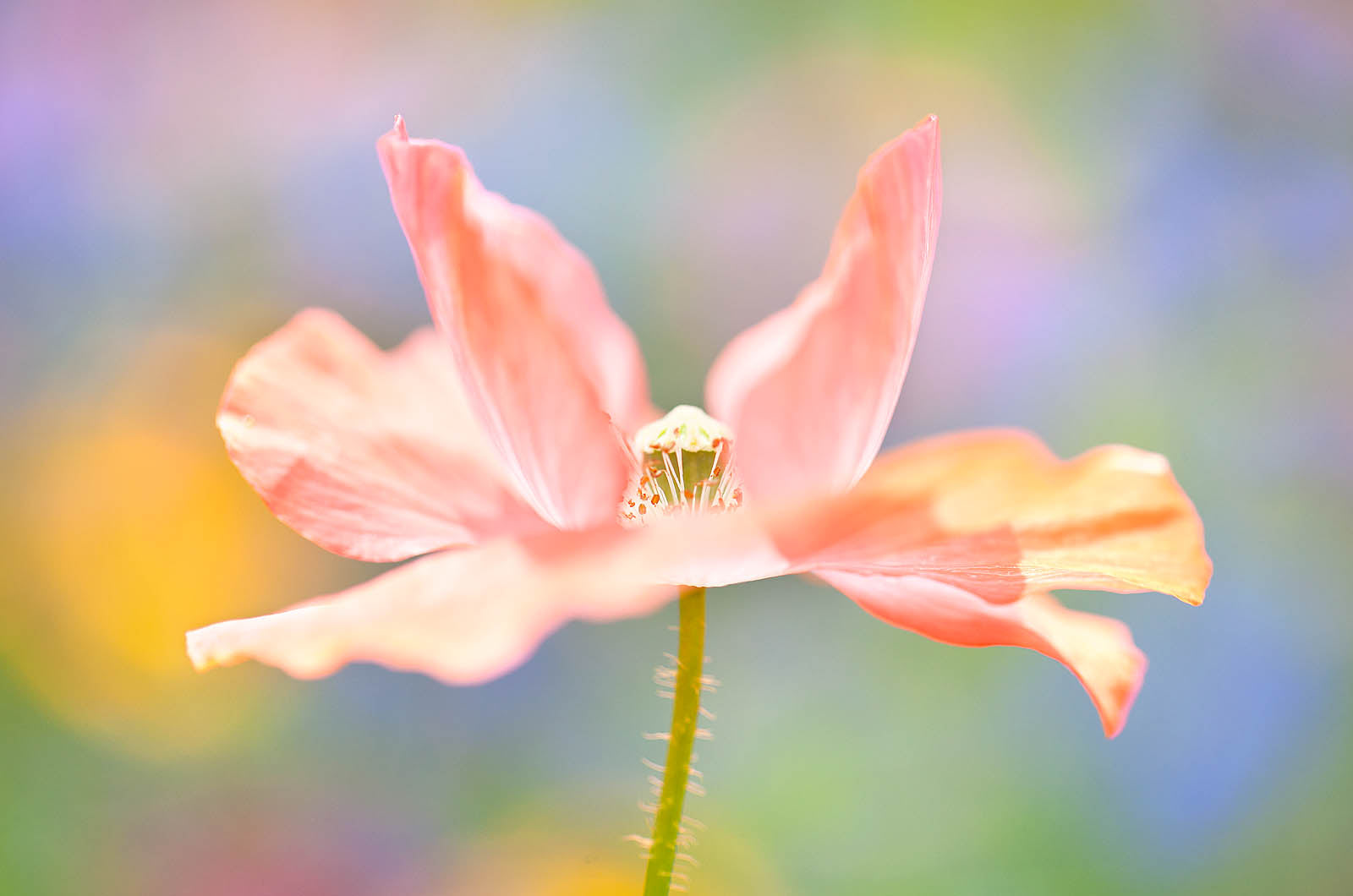 Soft Blush Poppy Wall Art – Dreamy Pastel Floral Fine Art Print