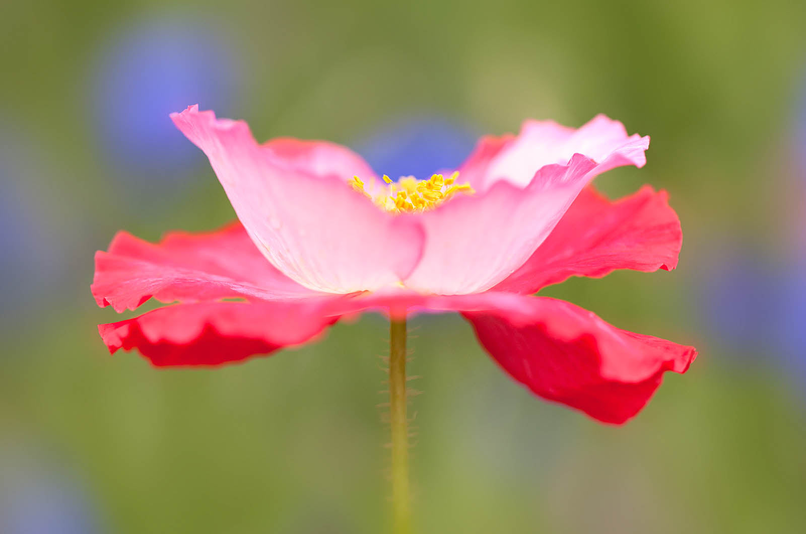 Radiant Pink Poppy Bloom Wall Art – Soft Botanical Fine Art Print