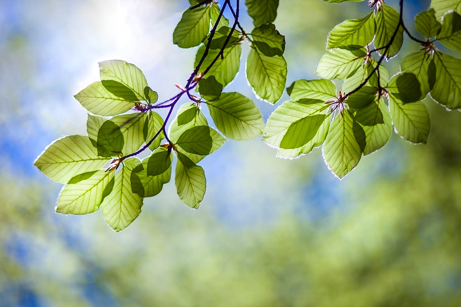 Backlit Green Leaves Wall Art – Soft Botanical Nature Photography