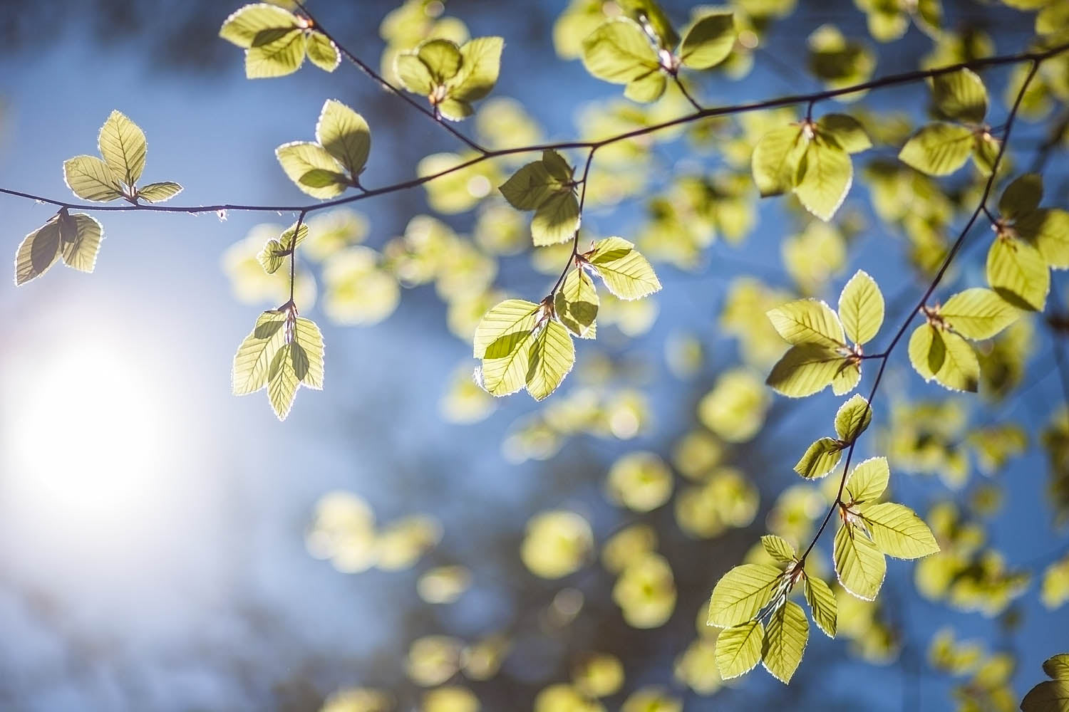 Sunlit Spring Leaves Wall Art β Fresh Green Botanical Nature Photography