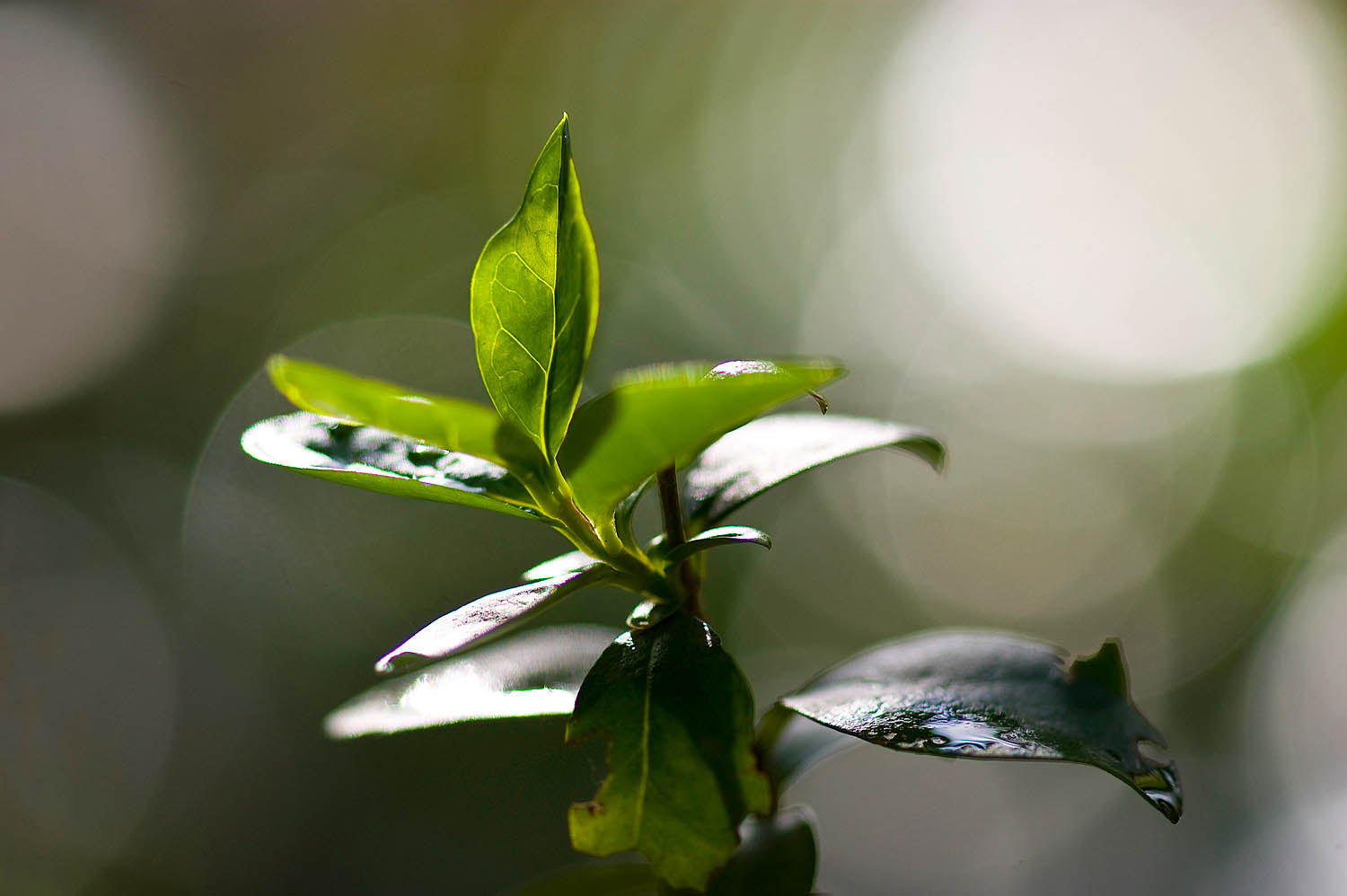 Emerging Light Wall Art – Macro Green Leaf with Soft Bokeh Glow