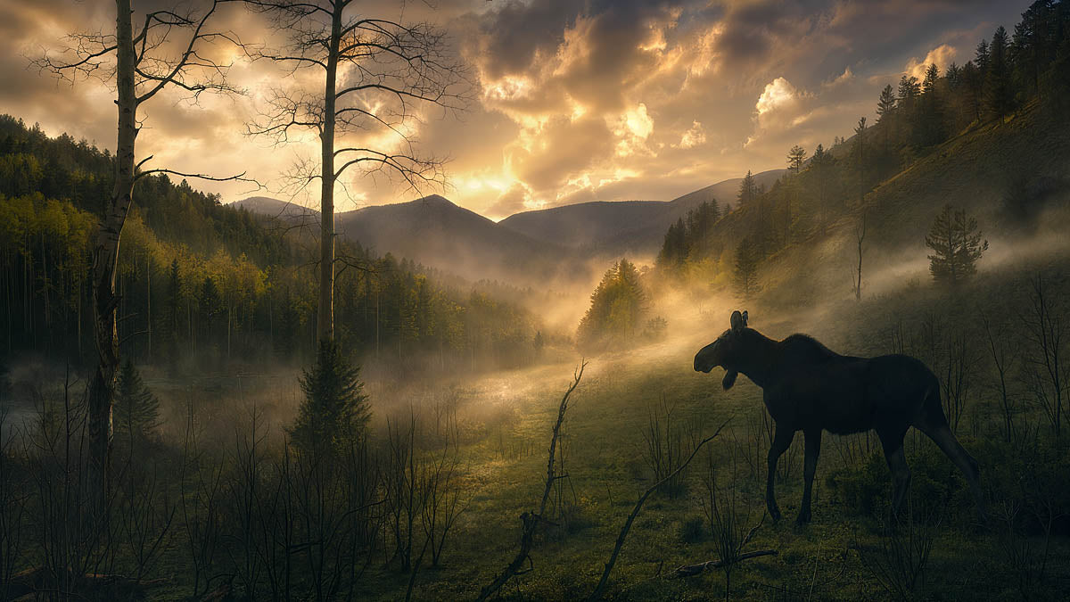 A moose stands in a misty forest valley at sunrise or sunset, with mountains in the background and golden light filtering through clouds and trees.