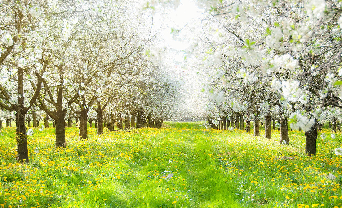 Spring Blossom Orchard Wall Art – Sunlit Meadow and Flowering Trees