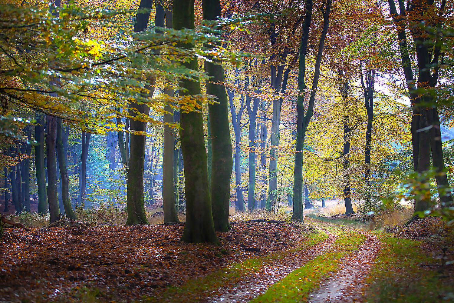 Golden Autumn Path Wall Art – Sunlit Forest Trail with Vibrant Fall Leaves