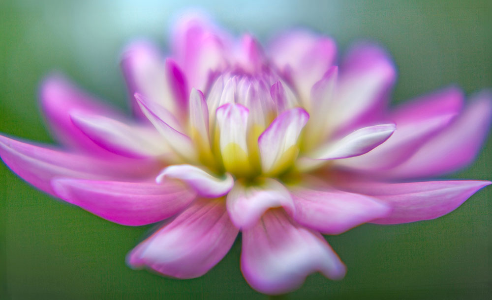 Pink Dahlia Wall Art – Soft-Focus Botanical Photography Print