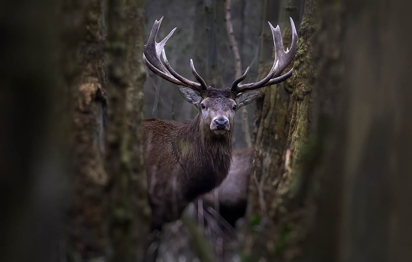 Red Deer Canvas Print – Dark Forest Stag Art