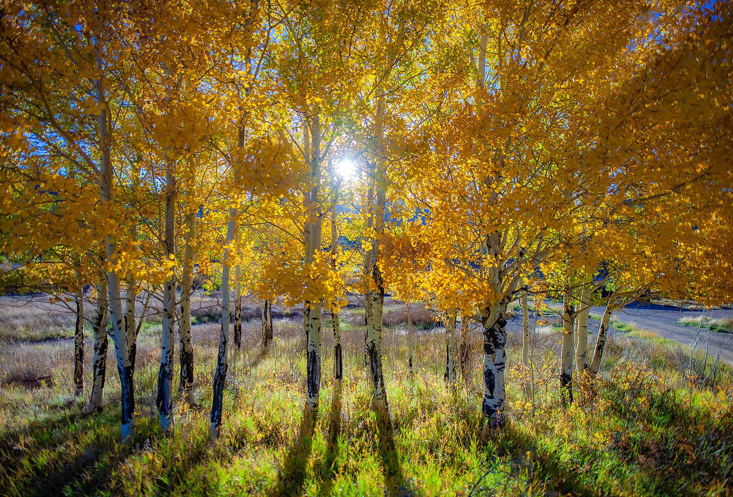 Golden Aspen Grove Wall Art – Sunlit Autumn Trees in Mountain Meadow