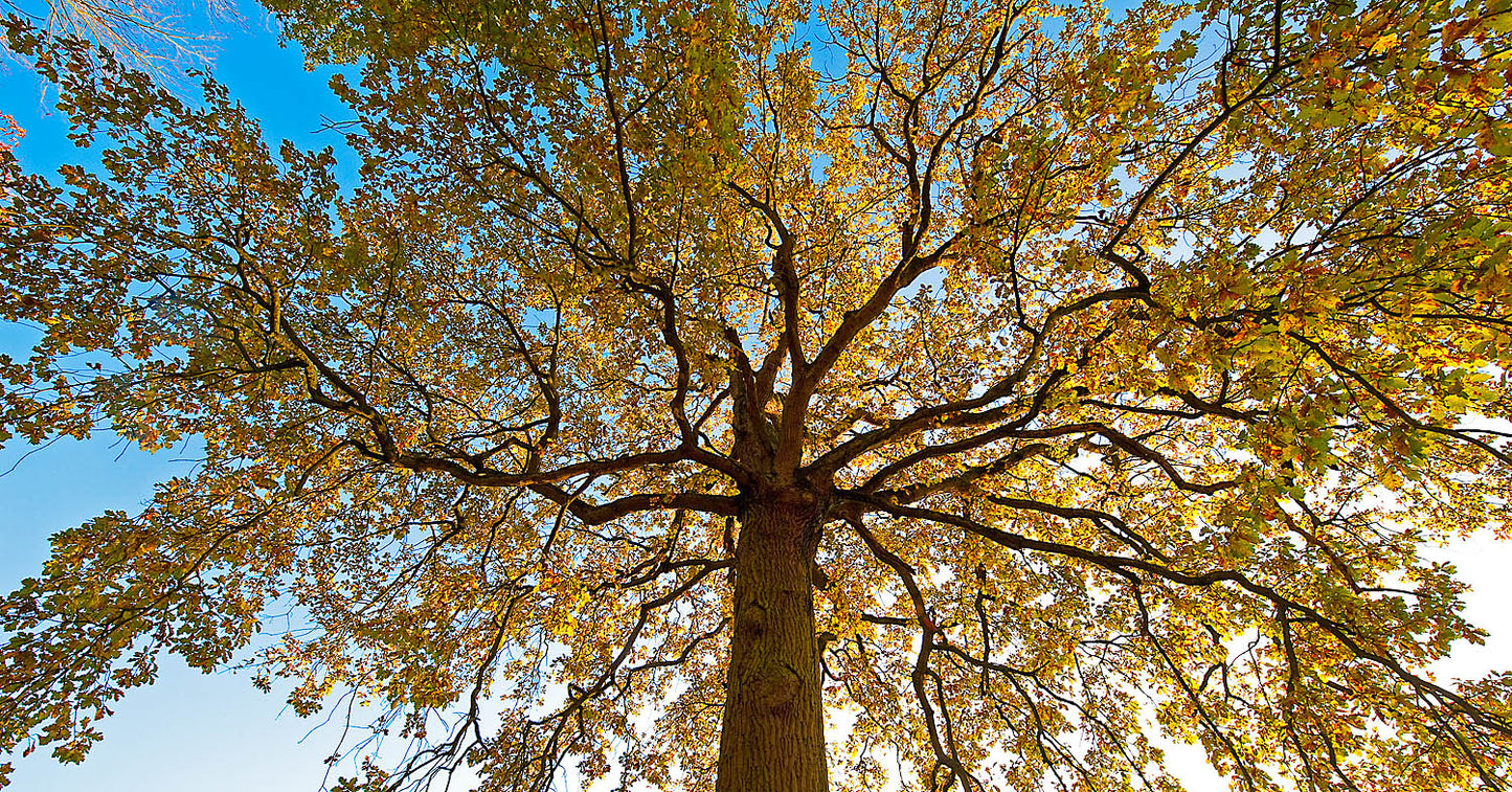 Golden Canopy Tree Wall Art – Majestic Autumn Tree Against Blue Sky
