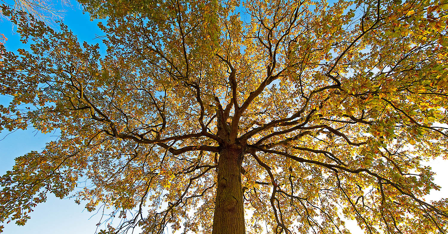 Golden Canopy Tree Wall Art – Majestic Autumn Tree Against Blue Sky
