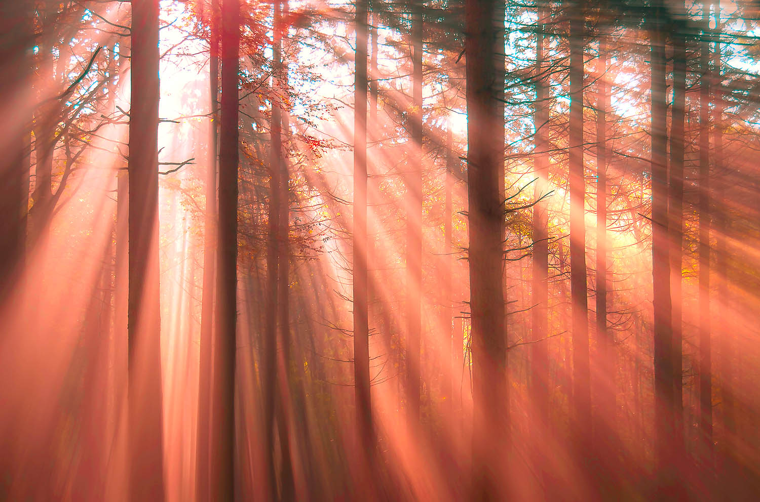 Crimson Sunrays Forest Wall Art – Ethereal Woodland Light Beams in Morning Mist