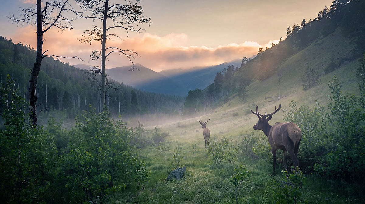 A misty mountain valley at sunrise with two deer standing in a grassy clearing, surrounded by trees and green hills under a soft glowing sky.