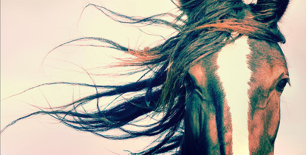 Windblown Horse Wall Art – Equestrian Portrait Photography Print