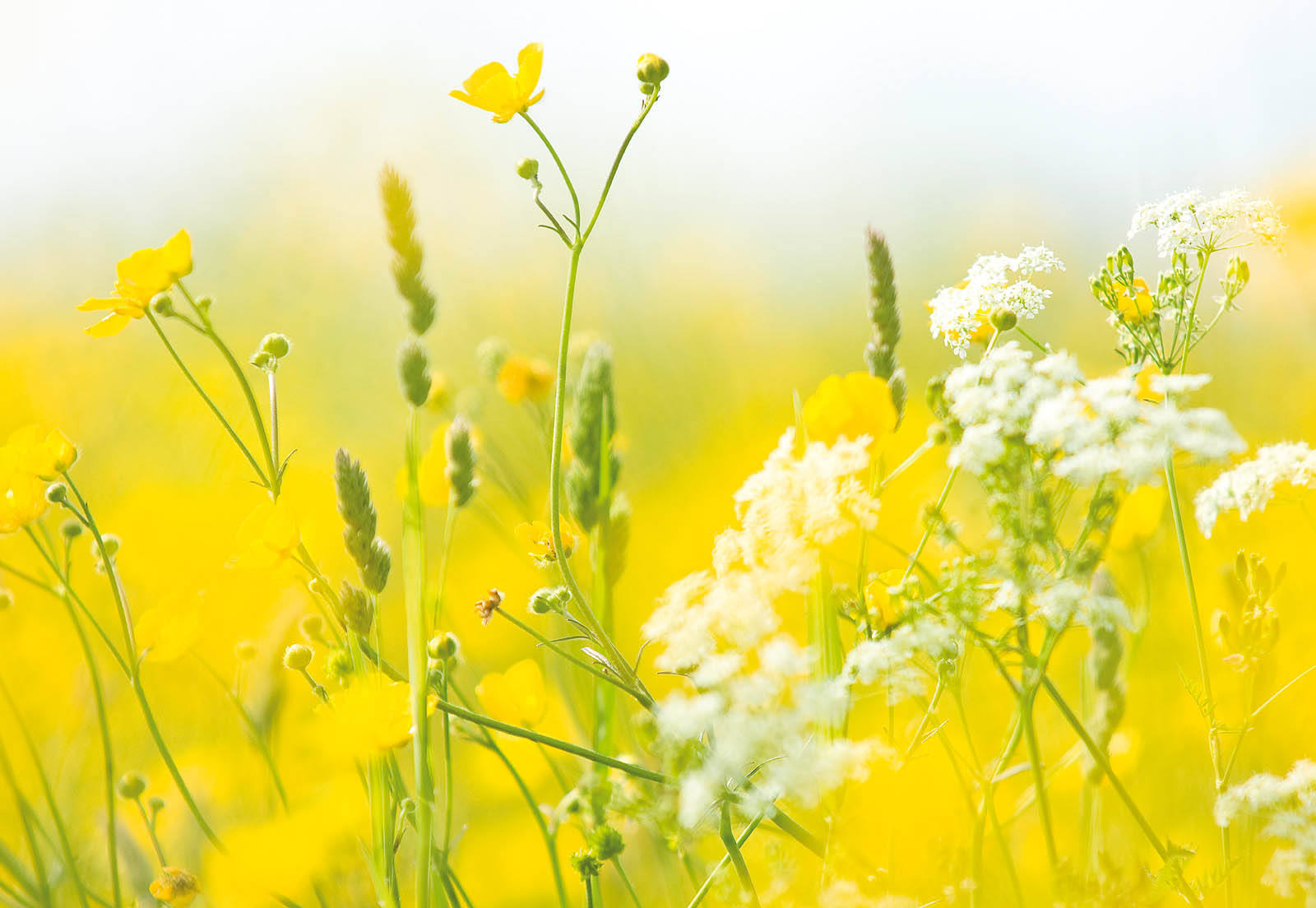 Golden Meadow Wildflowers Wall Art – Sunlit Spring Field Floral Fine Art Print