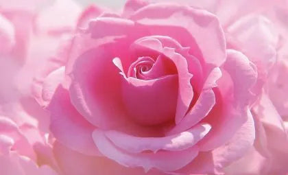 3 Flowers and Their Meanings: Choosing Flower Wall Art for Your Home