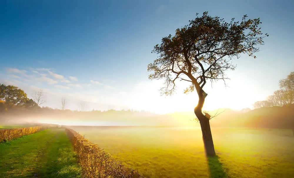 5 Zen Pictures for your Living Room