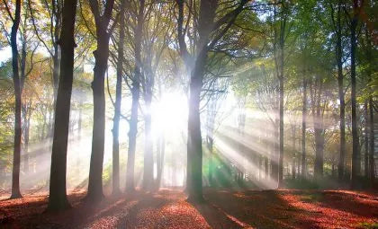 How Forest Wall Art Can Bring Peace And Tranquility To Your Home
