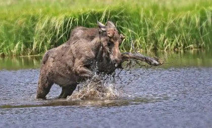 How Moose Canvas Wall Art Can Help You Feel Closer To Nature