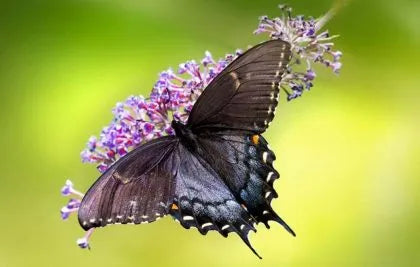 How Wall Art with Butterflies Can Inspire Hope and Positive Change in Your Daily Life