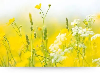 How to Select Yellow Wildflowers Canvases for Your Home