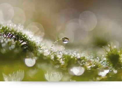 Living Wall Art: How Nature Can Become Part Of Your Home Decor