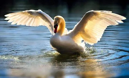 Top 5 Benefits of Having Beautiful Swan Art at Home