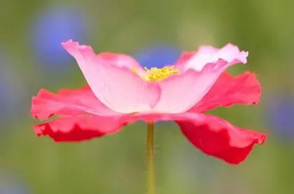 Why Floral Wall Art Is Important To Have In Your Home
